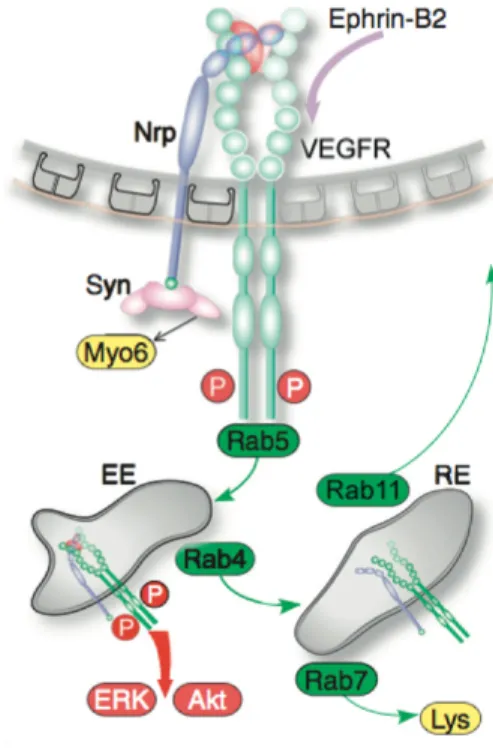 Figure 1.11. VEGFR2 trafficking.  After receptor activation upon ligand  binding, several factors, among which Ephrin B2, Neuropilin 1, Synectin, are  engaged to induce VEGFR2 mobilization from plasma membrane to endocytic  vesicles