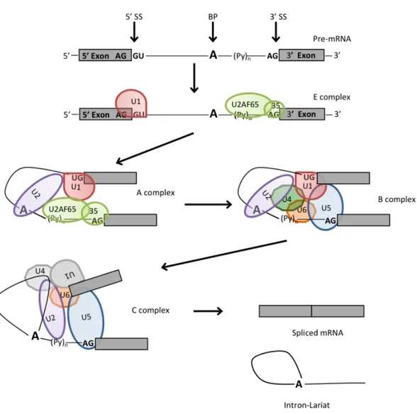 Figure	
  2.	
  Basic	
  exon	
  recognition	
  and	
  spliceosome	
  assembly.	
  The	
  spliceosome	
  assembles	
  onto	
  the	
  pre-­‐mRNA	
  