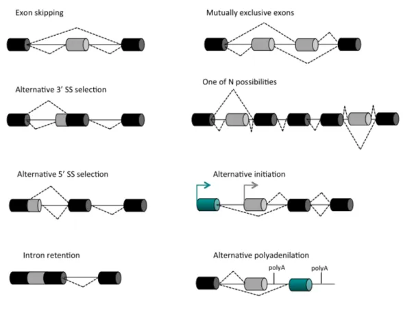 Figure	
   8.	
   Patterns	
   of	
   alternative	
   splicing.	
   Alternative	
   splicing	
   generates	
   different	
   segments	
   within	
   mRNAs.	
  