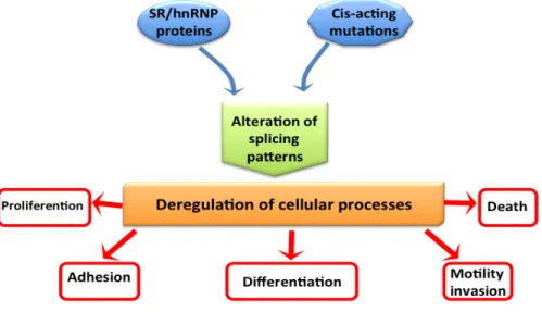 Figure	
  9.	
  Causes	
  and	
  consequences	
  of	
  splicing	
  pattern	
  alterations.	
  For	
  simplicity,	
  only	
  SR	
  and	
  hnRNP	
  proteins	
  