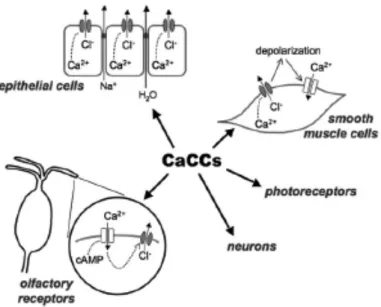 Figure	
  11.	
  Physiological	
  roles	
  of	
  CaCCs.	
  In	
  epithelial	
  cells,	
  activation	
  of	
  CaCCs	
  by	
  intracellular	
  Ca 2+ 	
  elevation	
  