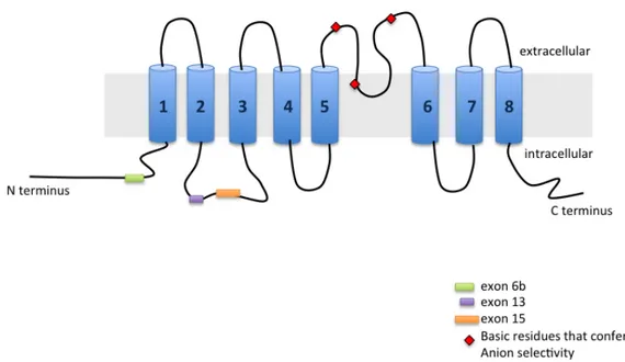 Figure	
   12.	
   Structure	
   of	
   TMEM16A	
   protein.	
   The	
   protein	
   has	
   eight	
   putative	
   transmembrane	
   domains	
   and	
  