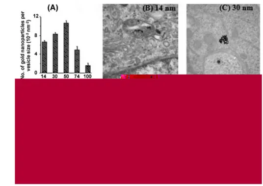 Figure 1.12: TEM images of gold nanoparticles entrapped in vesicles within HeLa cells