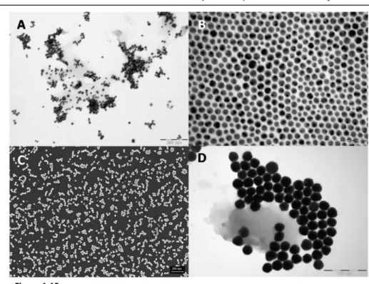 Figure 1.13: A) TEM image of gold nanospheres synthesized by Turkevich method. Average 