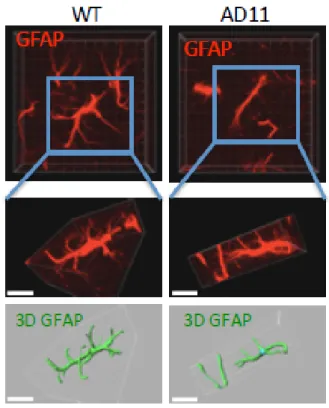 Fig 6.1- A1 - NGF deprivation induces morphological alterations  of astrocytes in vivo