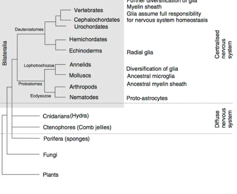 Fig 3.2 The evolutionary origins of glial cells 