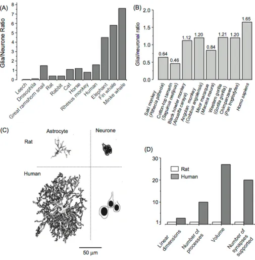 Fig 3.3 Glia/neurons ratio: a panoramic view  