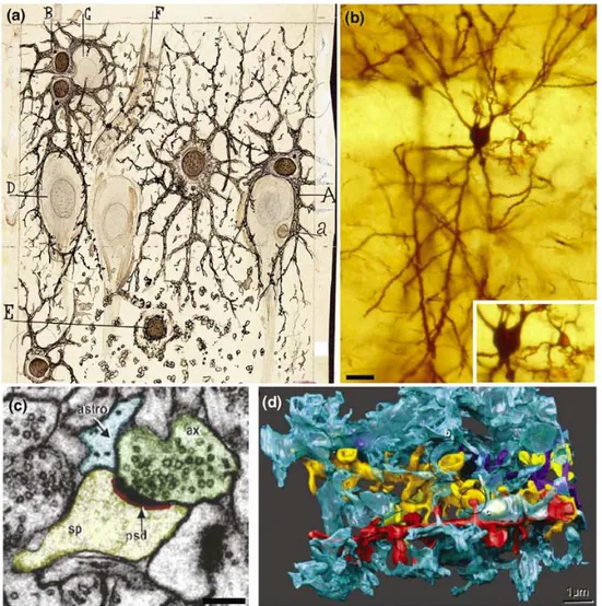 Fig 5.1 Views of the neuron–astrocyte interaction at the tripartite  synapse level.  