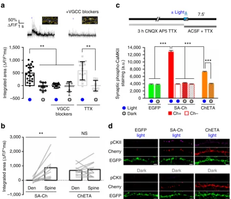 Fig. 4 Optogenetic activation of SA-Ch in neurons. a Activation of SA-Ch by means of 488 nm laser illumination drives calcium in ﬂux in the neuron