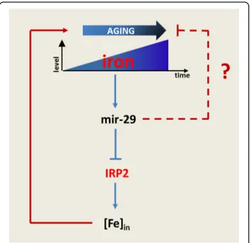 Fig. 7 Schematic model of miR-29 action in brain aging. During aging an accumulation of iron in neurons occurs