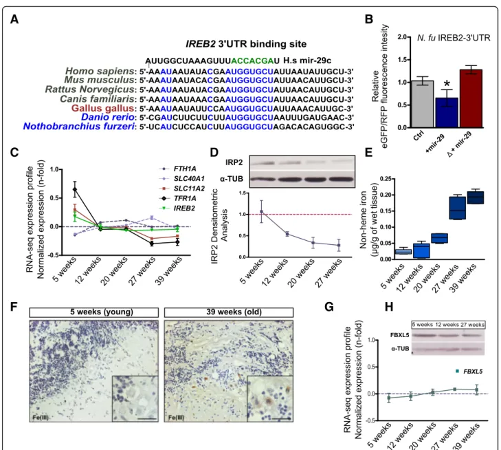 Fig. 4 MiR-29 family targets Ireb2 mRNA. a Presence of a putative binding site for miR-29 family in the Ireb2 mRNA 3 ′-UTR sequence in several vertebrate species (H