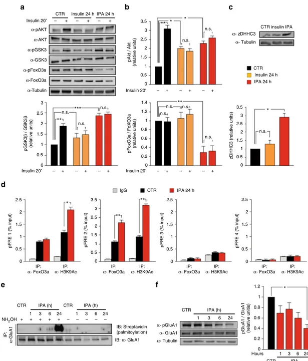 Fig. 3 Insulin and palmitic acid (IPA) transcriptionally induce zDHHC3 and affect palmitoylation and phosphorylation of GluA1 in hippocampal neurons