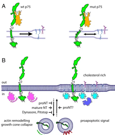 Fig. 8. Proposed model for p75 NTR signaling on the plasma membrane. (A) Model of the membrane partitioning undergone by wt p75 NTR (Left, green) or mut p75 NTR (Right, green) upon NGF (orange) binding