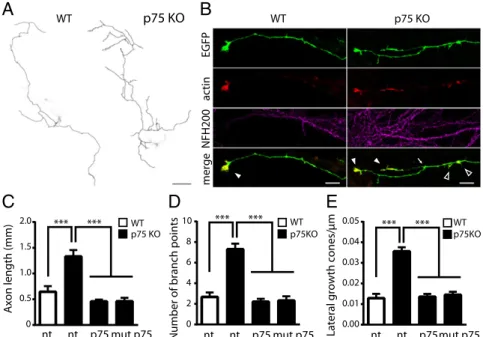 Fig. 6. wt p75 NTR and mut p75 NTR mediate growth cone collapse and regulate axon complexity