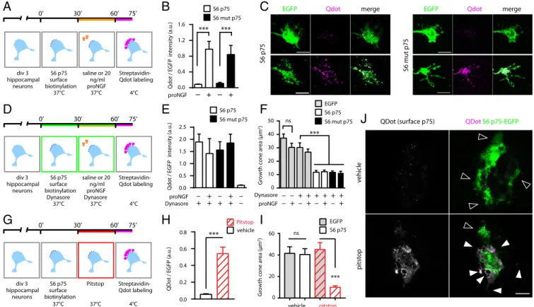 Fig. 7. Surface-exposed p75 NTR mediates growth cone collapse in the presence and absence of proNGF