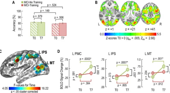 Figure 5.  Training maintains neural efficiency as measured by task-related fMRI. (A) No effect of training 