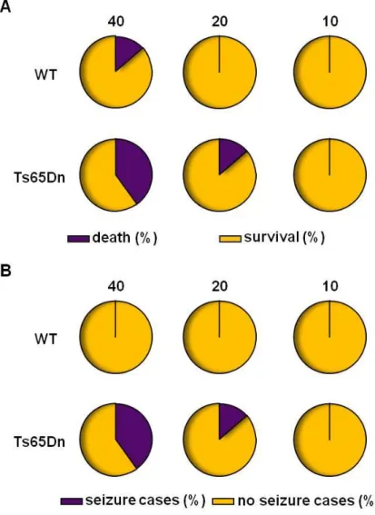 Figure 6. Assessment of severe side effects in fluoxetine treated Ts65Dn and WT mice.  The percentage of unexpected  and  sudden  death  (A)  and  seizure  (B)  cases  found  in  the  four  experimental  groups  of  mice  with  three  different  dosing  pr