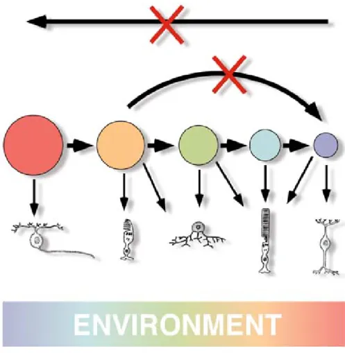 Figure 1.4. The competence model of retinal cell fate determination.  