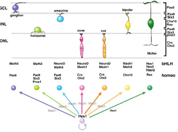 Figure 1.6. Cooperation of bHLH and homeodomain transcription factors for retinal cell  type specification
