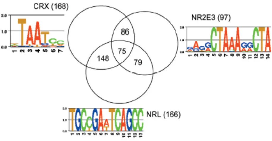 Figure 1.8. Diagram for the target genes of CRX, NRL and NR2E3.  