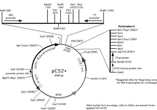 Figure 2.1. Map of the pCS2 +  plasmid. 