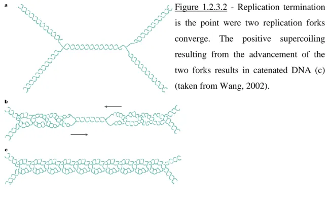 Figure  1.2.3.2  -  Replication  termination  is  the  point  were  two  replication  forks  converge