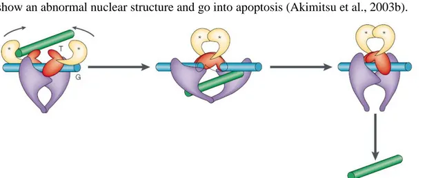 Figure 1.3.1.2 - Topoisomerase II can pass a second DNA double helix through a induced  DNA  double  strand  break
