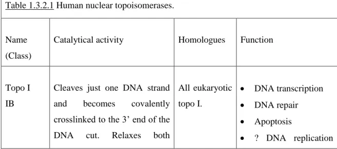 Table 1.3.2.1 Human nuclear topoisomerases. 