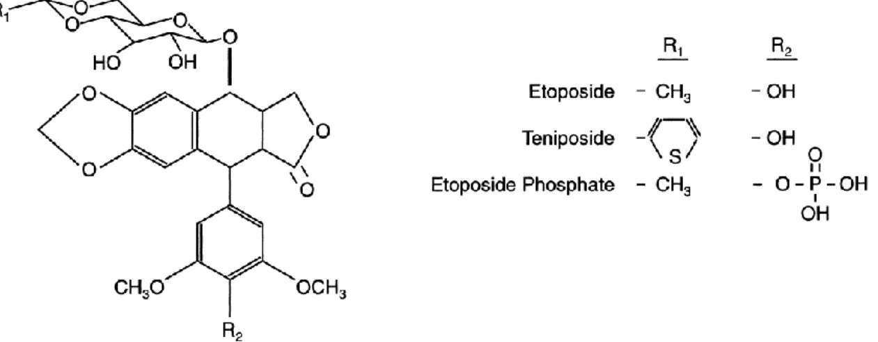 Figure 1.3.3.2 - The epipodophyllotoxins (Taken from Hande, 1998). 