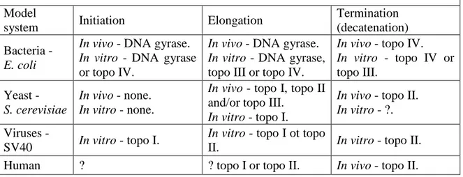 Table  1.3.4.1  illustrates  the  current  knowledge  about  the  topoisomerases  involved  in  DNA  replication