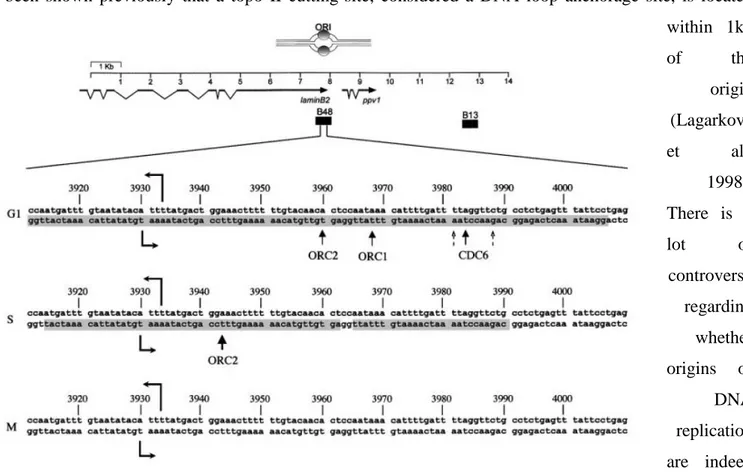 Figure  1.4.1  The  lamin  B2  origin  of  DNA  replication.  The  genomic  region  containing  the  origin  is  shown  in  the  upper  part,  lamin  B2  and  ppv1  (now  called  TIMM13) are the two genes found close by