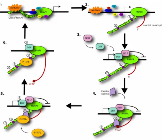 Figure 1. A “Checkpoint” model for the coupling of 5’ pre-mRNA capping and early 