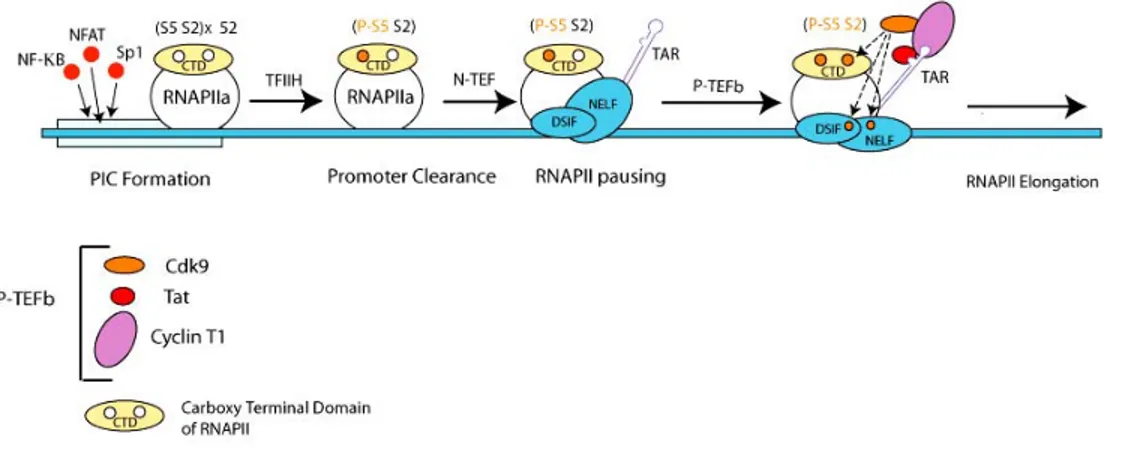 Figure 3. Early phases of HIV-1 transcription. Adapted from (Barboric and Peterlin, 