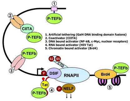 Figure 4. Mechanisms of recruitment of P-TEFb to promoters (Peterlin and Price, 