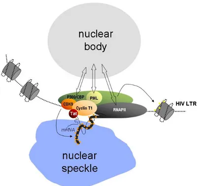 Figure 5. HIV-1 transcription and nuclear bodies. 