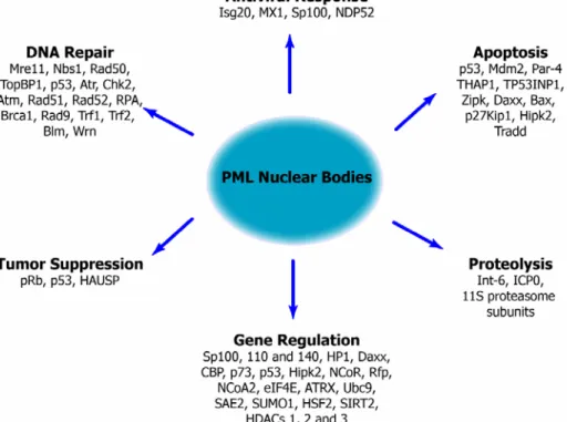 Figure 6. Functions of proteins that localize at PML NBs  or associate with PML 