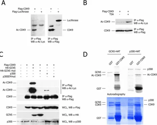 Figure 9.  Cdk9 is acetylated by GCN5 in vivo and in vitro.  (A and B)  In vivo 