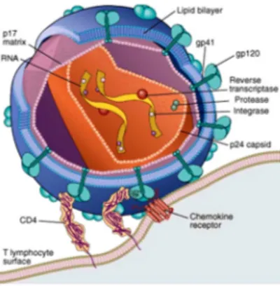 Figure 1. Schematic representation of a mature HIV-1 virion. (Abbas, 2010). 