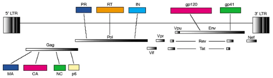 Figure 2. Schematic representation of the proteins encoded by HIV-1 proviral DNA. (Freed, 2004)