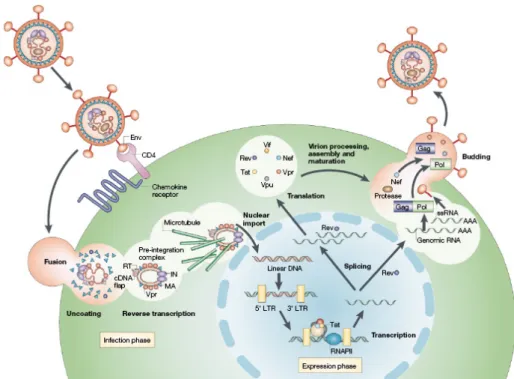 Figure 3. Schematic representation of the HIV-1 replication cycle. (Peterlin and Trono, 2003)