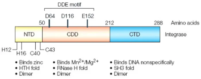 Figure 4. HIV-1 IN domain organization. Adapted from (Pommier et al., 2005). 