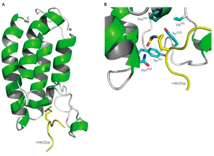 Figure 7. Structural basis  of acetyl-lysine recognition by the bromodomain. (A) The 3D structure 