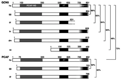 Figure  9.  The  overall  structure  of  the  GCN5  and  PCAF  enzymes  in  vertebrates,  Drosophila  and 