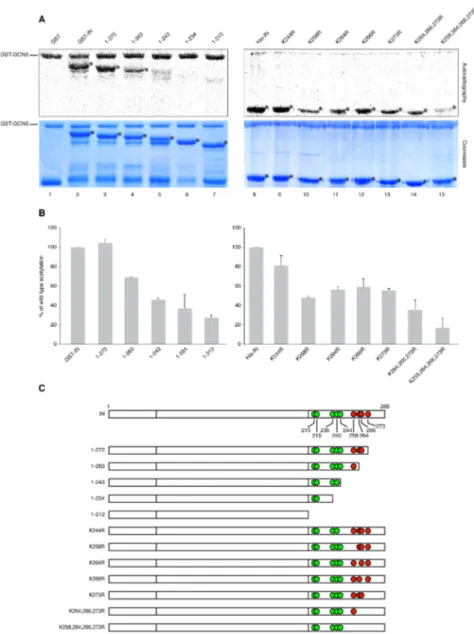 Figure  10.  HIV-1  IN  is  acetylated  by  GCN5  in  vitro.  (A)  Autoradiography  (upper  panels)  and 