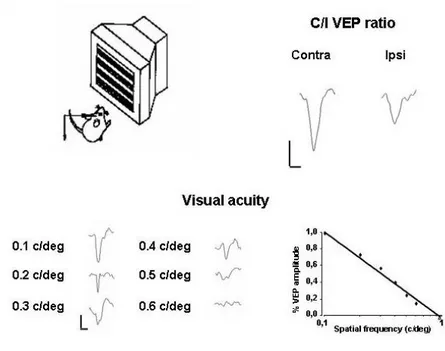 Fig. 4: An illustrative diagram of determination of visual acuity with VEPs. For VEP recordings visual stimuli 