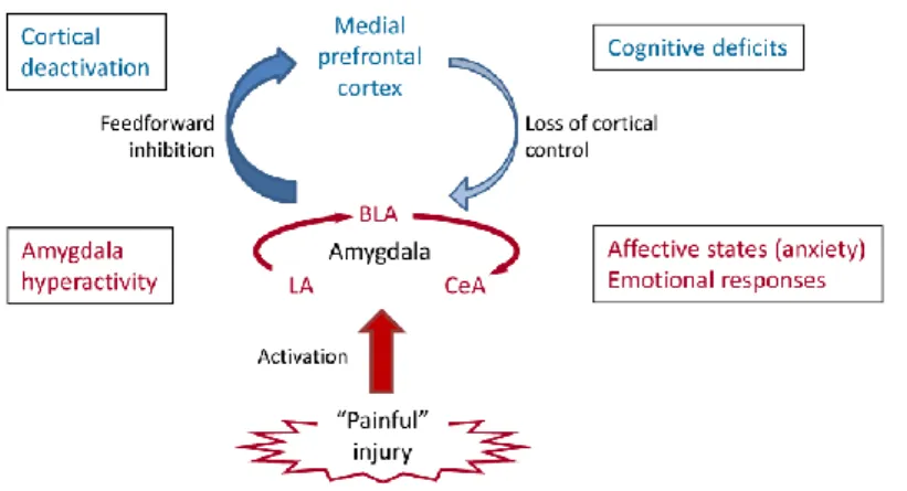 Figure 1.10 Role of amygdala in pain. Pain-producing events generate hyperactivity in the lateral, basolateral and central nuclei 