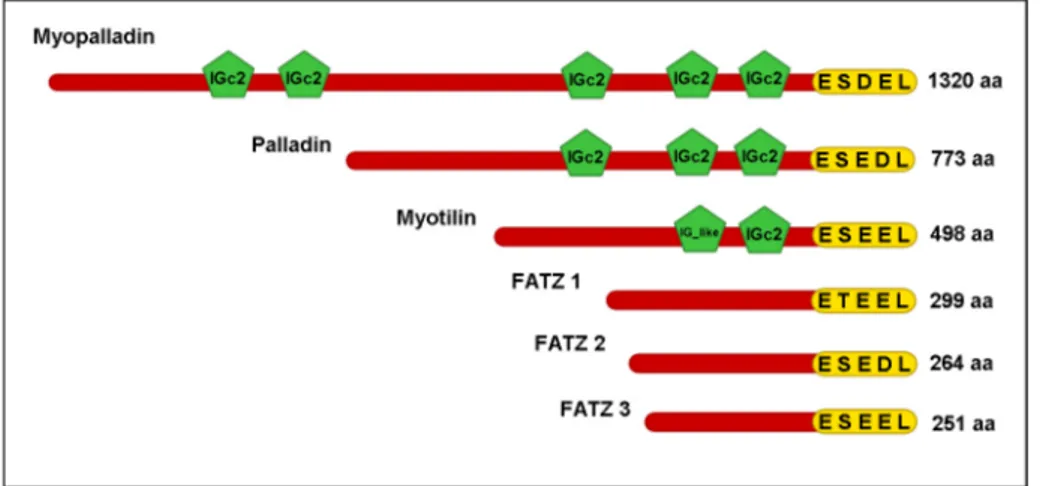 Figure  9.  A  schematic  diagram  showing  the  proteins  of  myopalladin,  palladin  and  myotilin with their IGc2 and IG-like domains and the FATZ family of proteins
