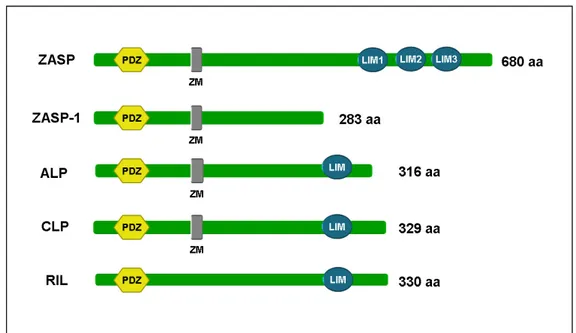 Figure  13.  A  schematic  representation  of  four  of  the  proteins  of  the  enigma  family  ZASP, ALP, CLP-36 and RIL, with their different binding domains