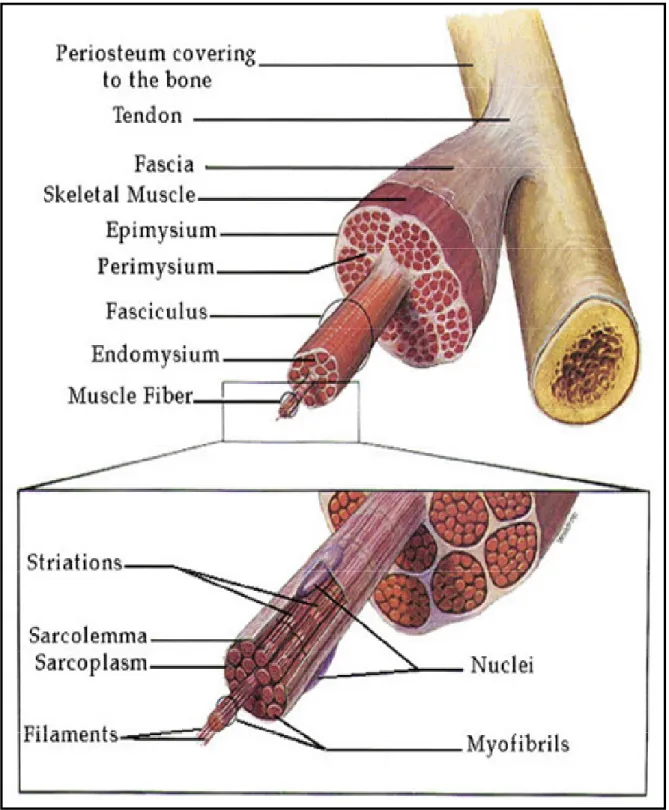 Figure  1.  The  relationship  between  muscle  fibres  and  the  connective  tissues  of  the  tendon,  epimysium,  perimysium  and  endomysium