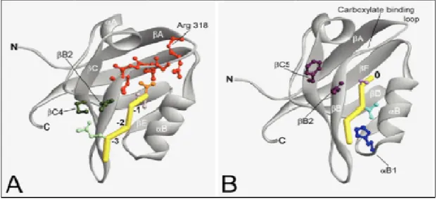 Figure 5. The structure of a PDZ domain complexed with a C-terminal peptide ligand,  based  on  PDZ3  of  PSD-95  complexed  with  CRIPT  (Doyle1996;  Niethammer  1998)